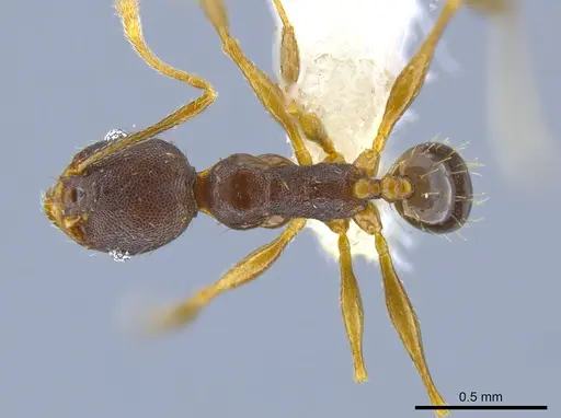 Pheidole rugiceps specimen CASENT0646315 image casent0646315_1