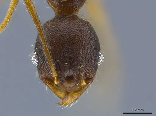 Pheidole rugiceps specimen CASENT0646315 image casent0646315_2