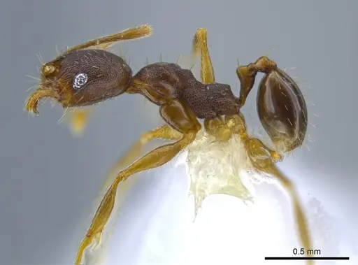 Pheidole rugiceps specimen CASENT0646315 image casent0646315_3