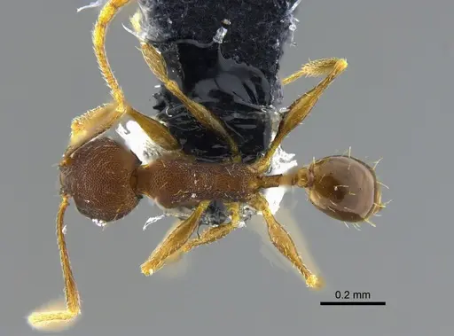 Pheidole rugiceps specimen CBUMAGENT42028 image cbumagent42028_1