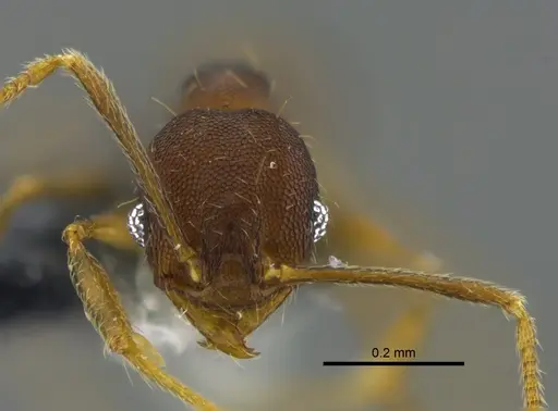 Pheidole rugiceps specimen CBUMAGENT42028 image cbumagent42028_2