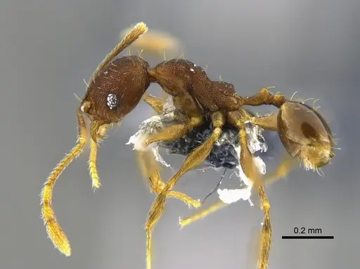 Pheidole rugiceps specimen CBUMAGENT42028 image cbumagent42028_3