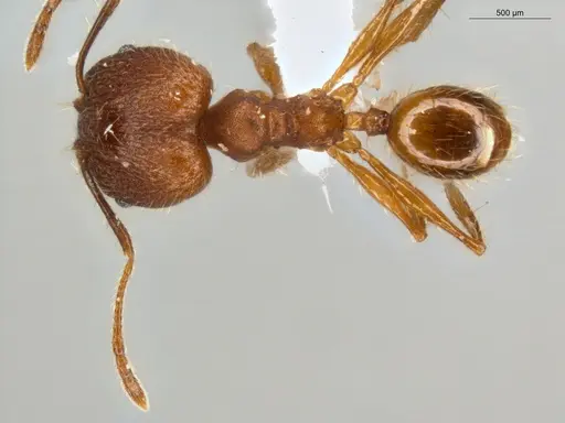 Pheidole rugiceps specimen ECOFOG-IT14-0099-78-S image ecofog-it14-0099-78-s_1