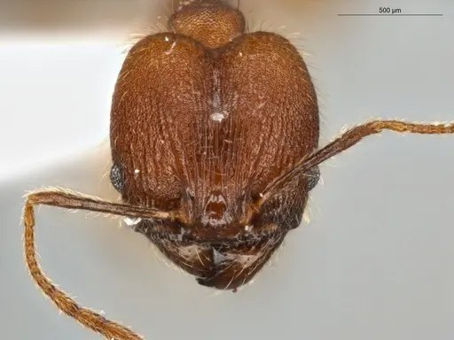 Pheidole rugiceps specimen ECOFOG-IT14-0099-78-S image ecofog-it14-0099-78-s_2