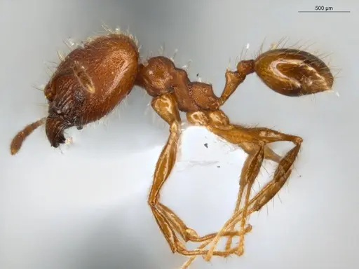 Pheidole rugiceps specimen ECOFOG-IT14-0099-78-S image ecofog-it14-0099-78-s_3