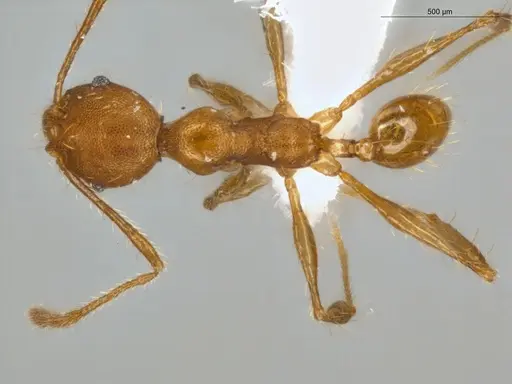 Pheidole rugiceps specimen ECOFOG-IT14-0099-78 image ecofog-it14-0099-78_1