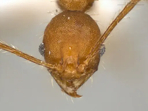Pheidole rugiceps specimen ECOFOG-IT14-0099-78 image ecofog-it14-0099-78_2