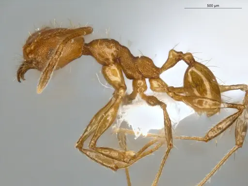 Pheidole rugiceps specimen ECOFOG-IT14-0099-78 image ecofog-it14-0099-78_3