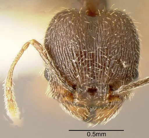Pheidole rugiceps specimen INBIOCRI002279971 image inbiocri002279971_1