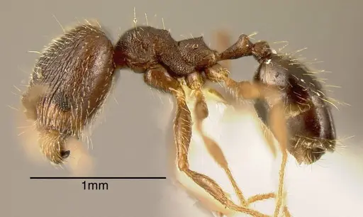 Pheidole rugiceps specimen INBIOCRI002279971 image inbiocri002279971_2