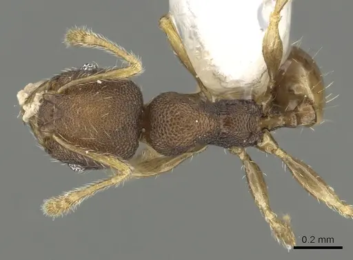 Pheidole rugifera specimen CASENT0901652 image casent0901652_1