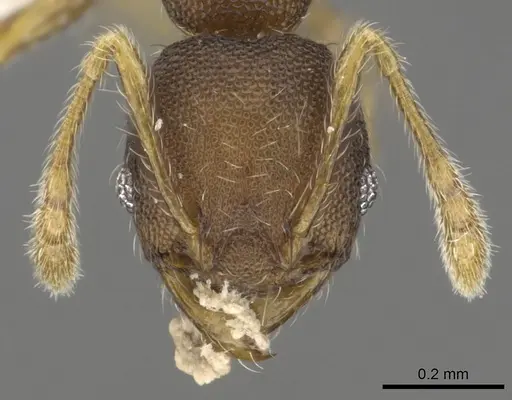 Pheidole rugifera specimen CASENT0901652 image casent0901652_2