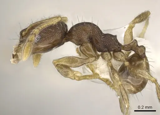 Pheidole rugifera specimen CASENT0901652 image casent0901652_3