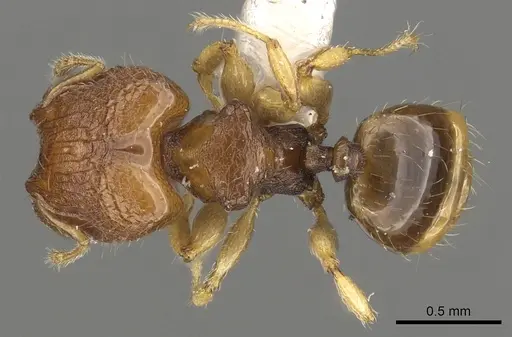Pheidole rugifera specimen CASENT0901653 image casent0901653_1