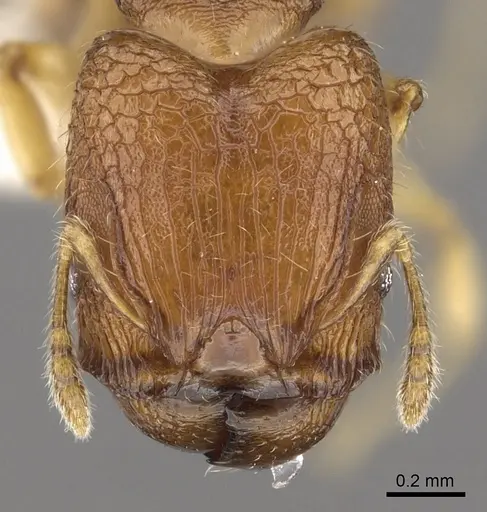 Pheidole rugifera specimen CASENT0901653 image casent0901653_2