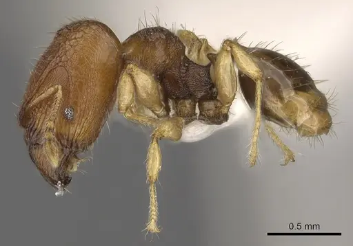 Pheidole rugifera specimen CASENT0901653 image casent0901653_3