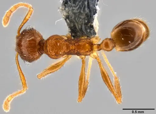 Pheidole rugithorax specimen CASENT0282449 image casent0282449_1