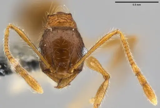 Pheidole rugithorax specimen CASENT0282449 image casent0282449_2