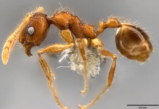 Pheidole rugithorax specimen CASENT0282449 image casent0282449_3