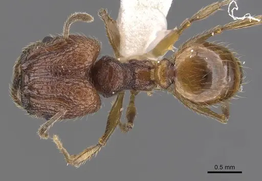 Pheidole rugithorax specimen CASENT0905871 image casent0905871_1