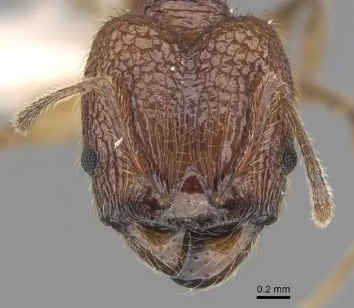 Pheidole rugithorax specimen CASENT0905871 image casent0905871_2