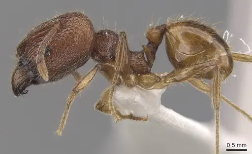 Pheidole rugithorax specimen CASENT0905871 image casent0905871_3
