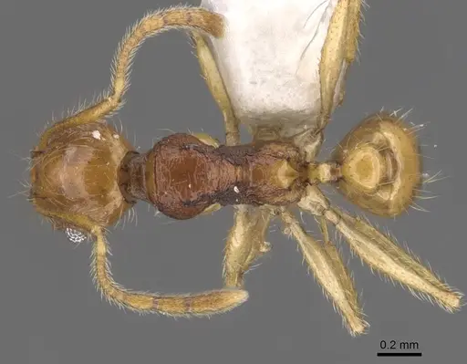 Pheidole rugithorax specimen CASENT0905872 image casent0905872_1