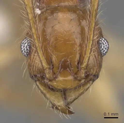 Pheidole rugithorax specimen CASENT0905872 image casent0905872_2
