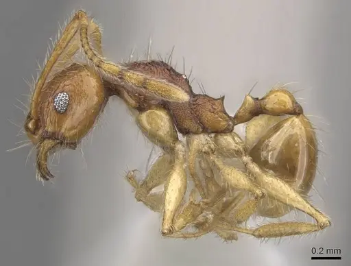 Pheidole rugithorax specimen CASENT0905872 image casent0905872_3
