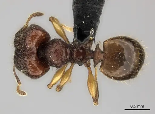 Pheidole rugocephala specimen CASENT0038365 image casent0038365_1