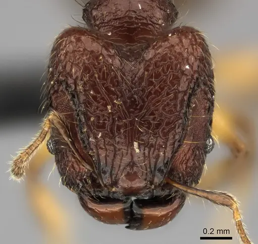 Pheidole rugocephala specimen CASENT0038365 image casent0038365_2