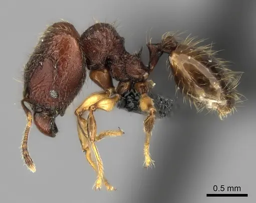 Pheidole rugocephala specimen CASENT0038365 image casent0038365_3