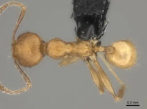Pheidole rugocephala specimen CASENT0078393 image casent0078393_1