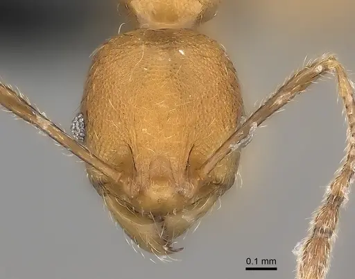 Pheidole rugocephala specimen CASENT0078393 image casent0078393_2