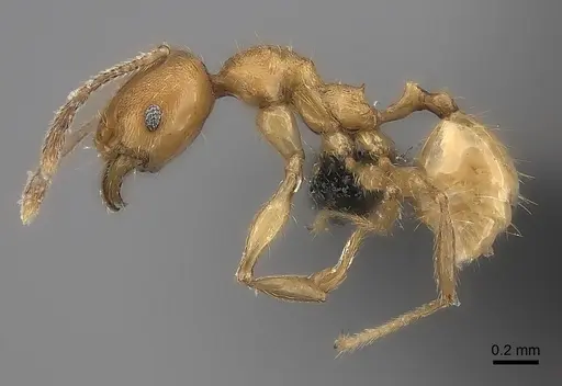 Pheidole rugocephala specimen CASENT0078393 image casent0078393_3