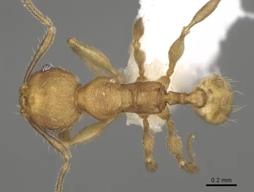 Pheidole rugocephala specimen CASENT0198470 image casent0198470_1