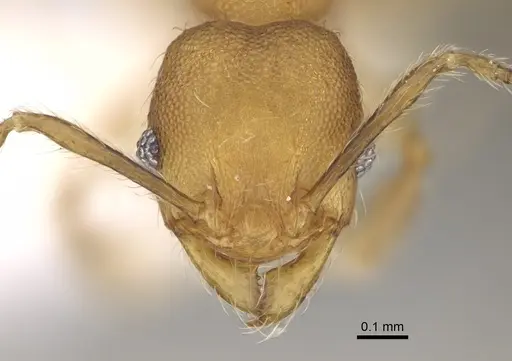 Pheidole rugocephala specimen CASENT0198470 image casent0198470_2