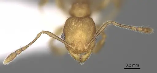 Pheidole rugocephala specimen CASENT0198470 image casent0198470_3