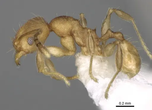 Pheidole rugocephala specimen CASENT0198470 image casent0198470_4
