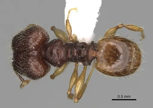 Pheidole rugocephala specimen CASENT0923224 image casent0923224_1