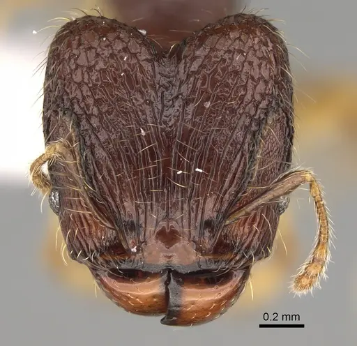 Pheidole rugocephala specimen CASENT0923224 image casent0923224_2