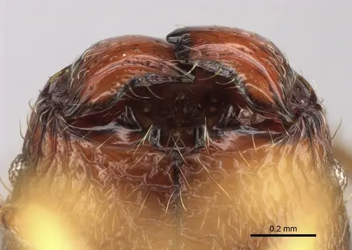 Pheidole rugocephala specimen CASENT0923224 image casent0923224_3