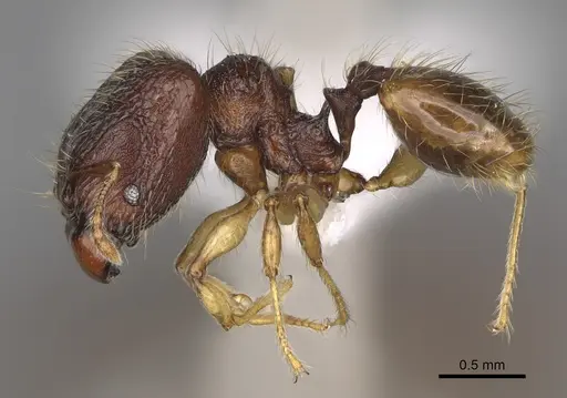 Pheidole rugocephala specimen CASENT0923224 image casent0923224_4