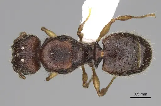 Pheidole rugocephala specimen CASENT0923225 image casent0923225_1