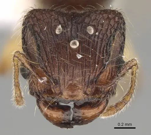 Pheidole rugocephala specimen CASENT0923225 image casent0923225_2