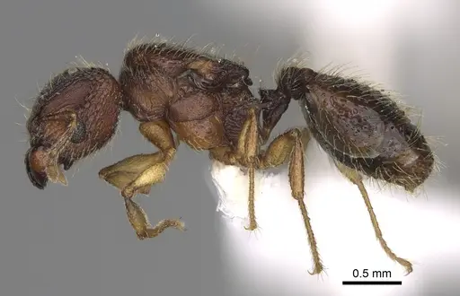 Pheidole rugocephala specimen CASENT0923225 image casent0923225_3