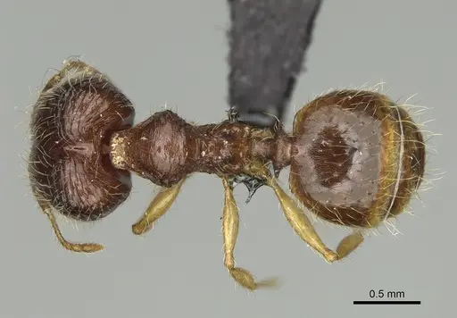 Pheidole rugofitarata specimen CASENT0078206 image casent0078206_1