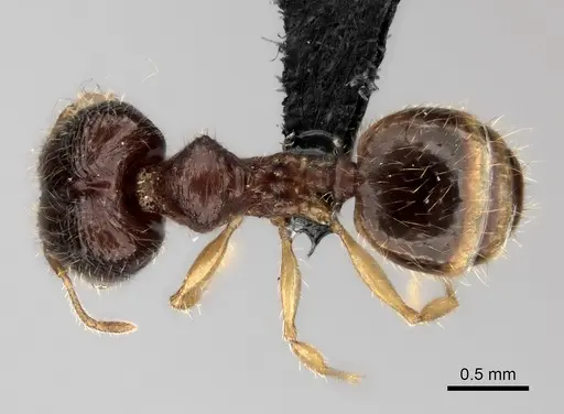 Pheidole rugofitarata specimen CASENT0078206 image casent0078206_2