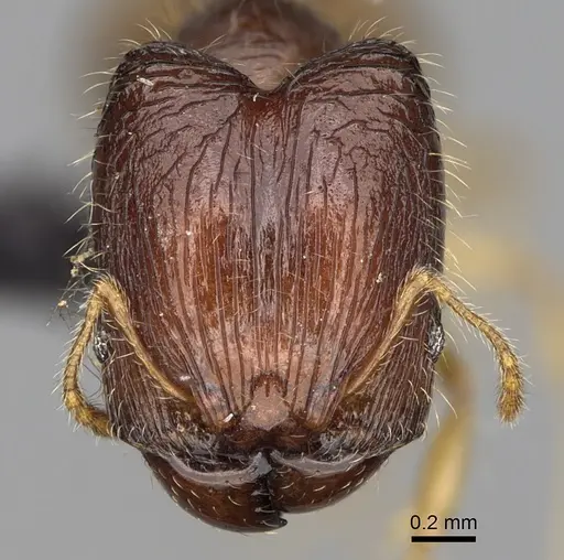 Pheidole rugofitarata specimen CASENT0078206 image casent0078206_3