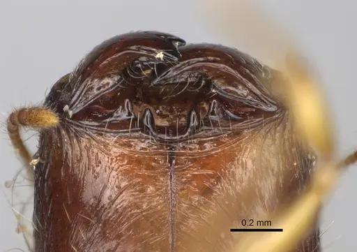 Pheidole rugofitarata specimen CASENT0078206 image casent0078206_4